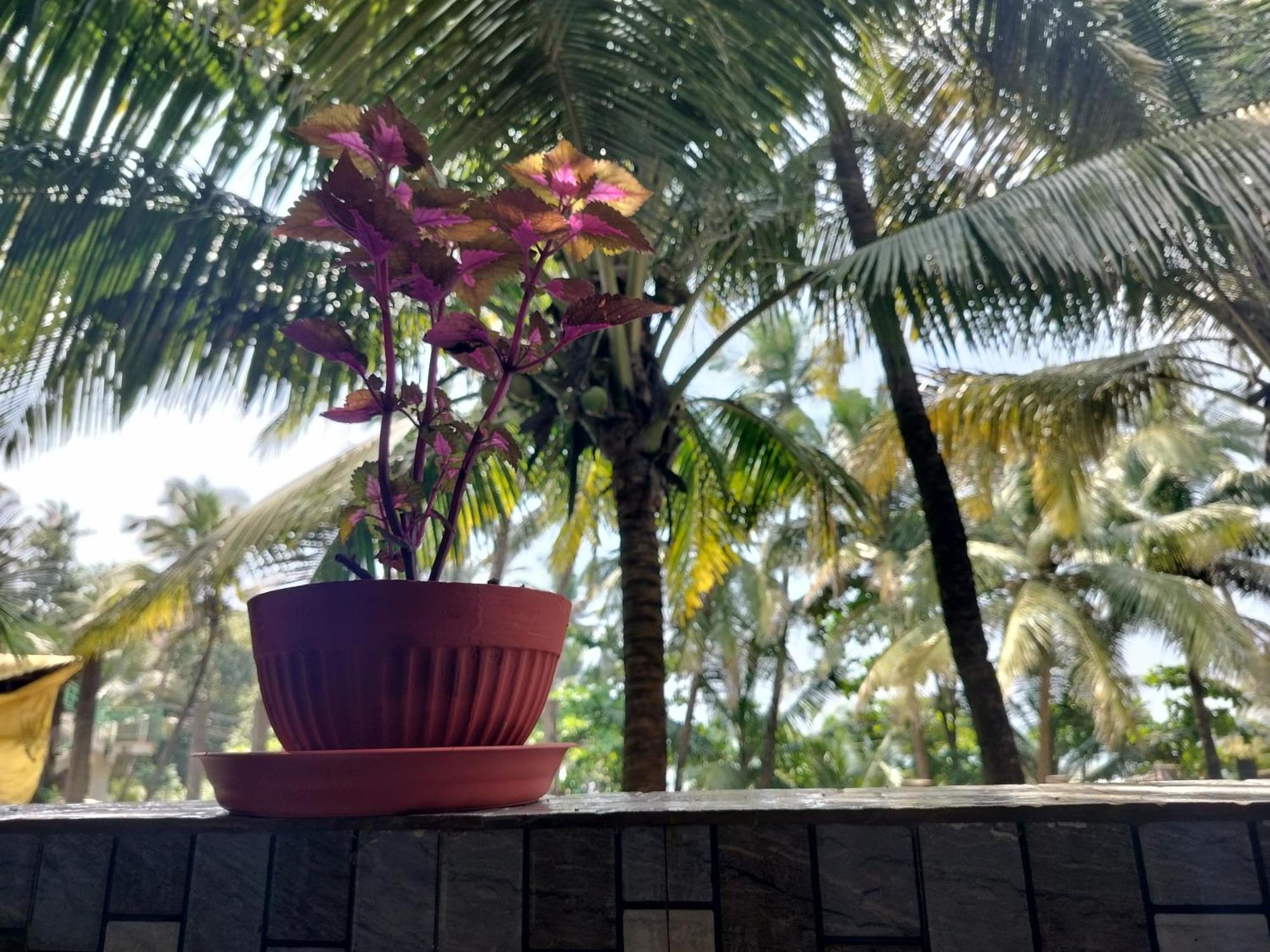 Kumbaya Beachside Hostel & Apartments At Arambol Beach المظهر الخارجي الصورة